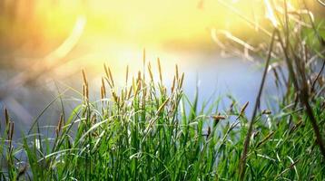 banco do a dnieper rio com crescendo palhetas e arbustos em uma Primavera dia, a raios do a Sol estão brilhante. foto