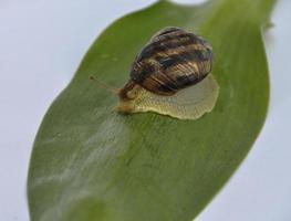 molusco Caracol rastejando frente em uma verde folha foto