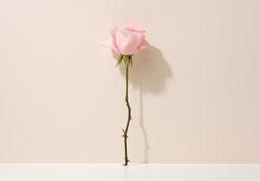 Rosa florescendo rosa em uma branco mesa. bege fundo foto