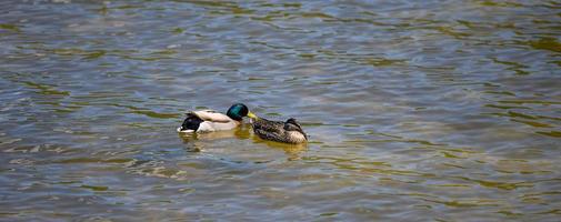 um par de patos pato nada no rio dnieper em um dia de primavera foto