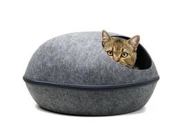 jovem cinzento gato escocês chinchila ereto senta dentro a oval cinzento sentido casa em uma branco fundo foto
