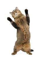 adulto cinzento gato escocês em linha reta carrinhos em Está traseiro pernas e parece acima. brincalhão fofa animal foto