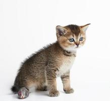 gatinho escocês chinchila em linha reta senta em uma branco fundo. gato olhando foto