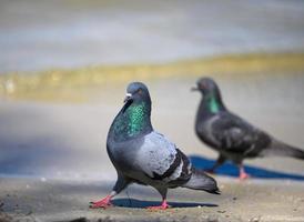 uma par do cinzento pombas caminhando em a terra em uma verão dia foto