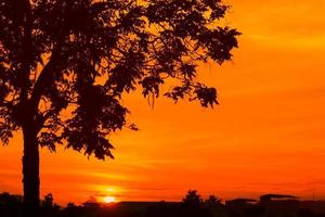 pôr do sol lindo colorida panorama e silhueta árvore dentro céu crepúsculo Tempo foto