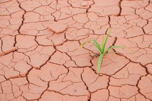 plantinha Relva crescendo cocho seco solo rachadura foto