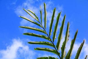 verde folhas contra em azul céu com cópia de espaço adicionar texto foto