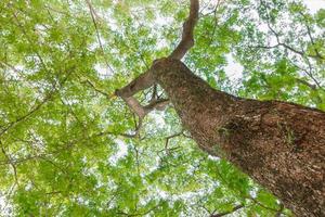 ramo e folha do árvore lindo dentro a floresta em branco fundo inferior visualizar. conceito mundo meio Ambiente dia foto