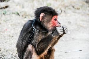 pequeno macaco alimentando foto