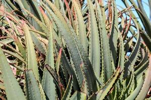 arbusto de cactos de perto foto