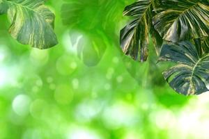 padrão de folhas verdes para o conceito de temporada de verão ou primavera, folha com fundo texturizado bokeh foto