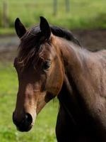 cavalos dentro a alemão Munsterland foto