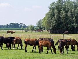 cavalos dentro a alemão Munsterland foto