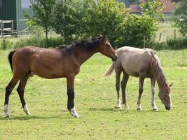 cavalos na Vestfália foto