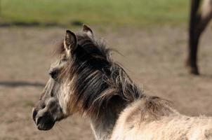 selvagem alemão cavalos foto