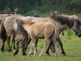 selvagem cavalos e potros dentro Alemanha foto