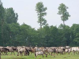 cavalos e potros na alemanha foto