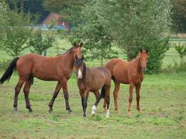 cavalos na Vestfália foto