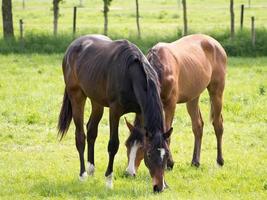 cavalos em um prado na Alemanha foto
