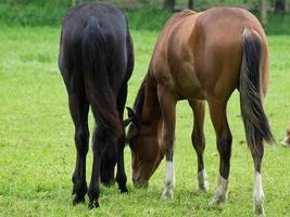 cavalos dentro Alemanha foto