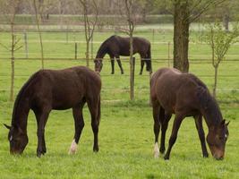 cavalo e potros foto