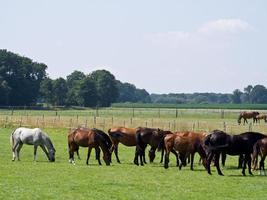 cavalos dentro a alemão Munsterland foto