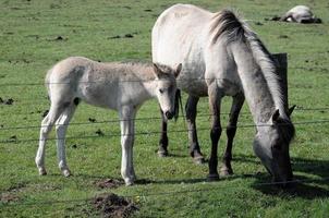 cavalos em um prado alemão foto