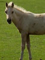 cavalos dentro a alemão Munsterland foto