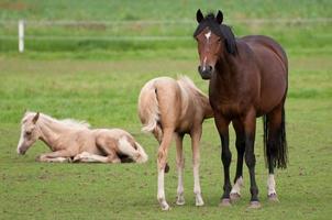 cavalos no muensterland alemão foto