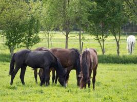 cavalos em um prado na Alemanha foto