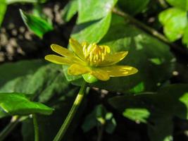 selvagem pântano calêndula flor dentro a Primavera foto