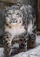 leopardo da neve no zoológico foto