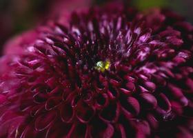 crisântemo roxa flor fotografia foto