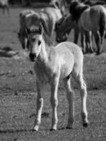 cavalos em um prado alemão foto