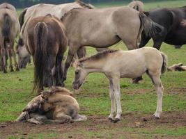 cavalos e potros na alemanha foto