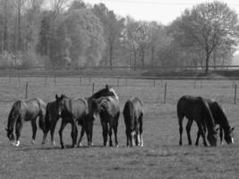 cavalos em um prado alemão foto