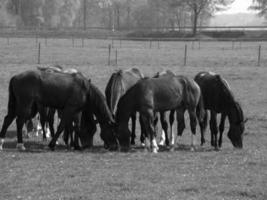 cavalos em um prado alemão foto