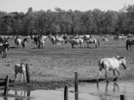 cavalos em um prado alemão foto