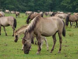 muitos cavalos e potros foto