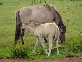 muitos cavalos e potros foto