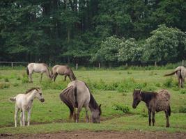 cavalos e potros na alemanha foto