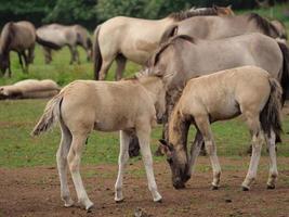 cavalos e potros na alemanha foto