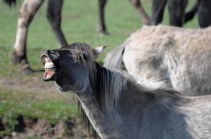 cavalos em um prado alemão foto