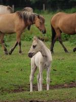 cavalos e potros na alemanha foto