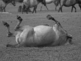 selvagem cavalos em uma Prado foto