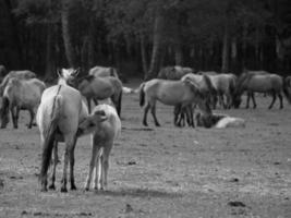 selvagem cavalos em uma campo foto