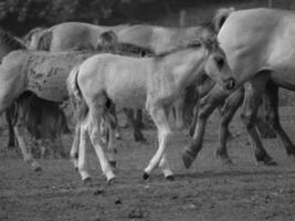 selvagem cavalos em uma Prado foto