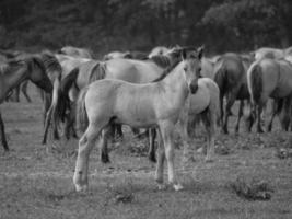 selvagem cavalos em uma Prado foto