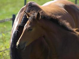 cavalos em uma campo dentro Alemanha foto