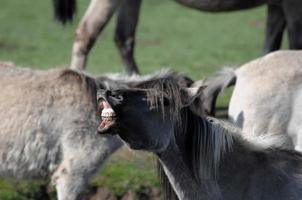 cavalos em um prado alemão foto